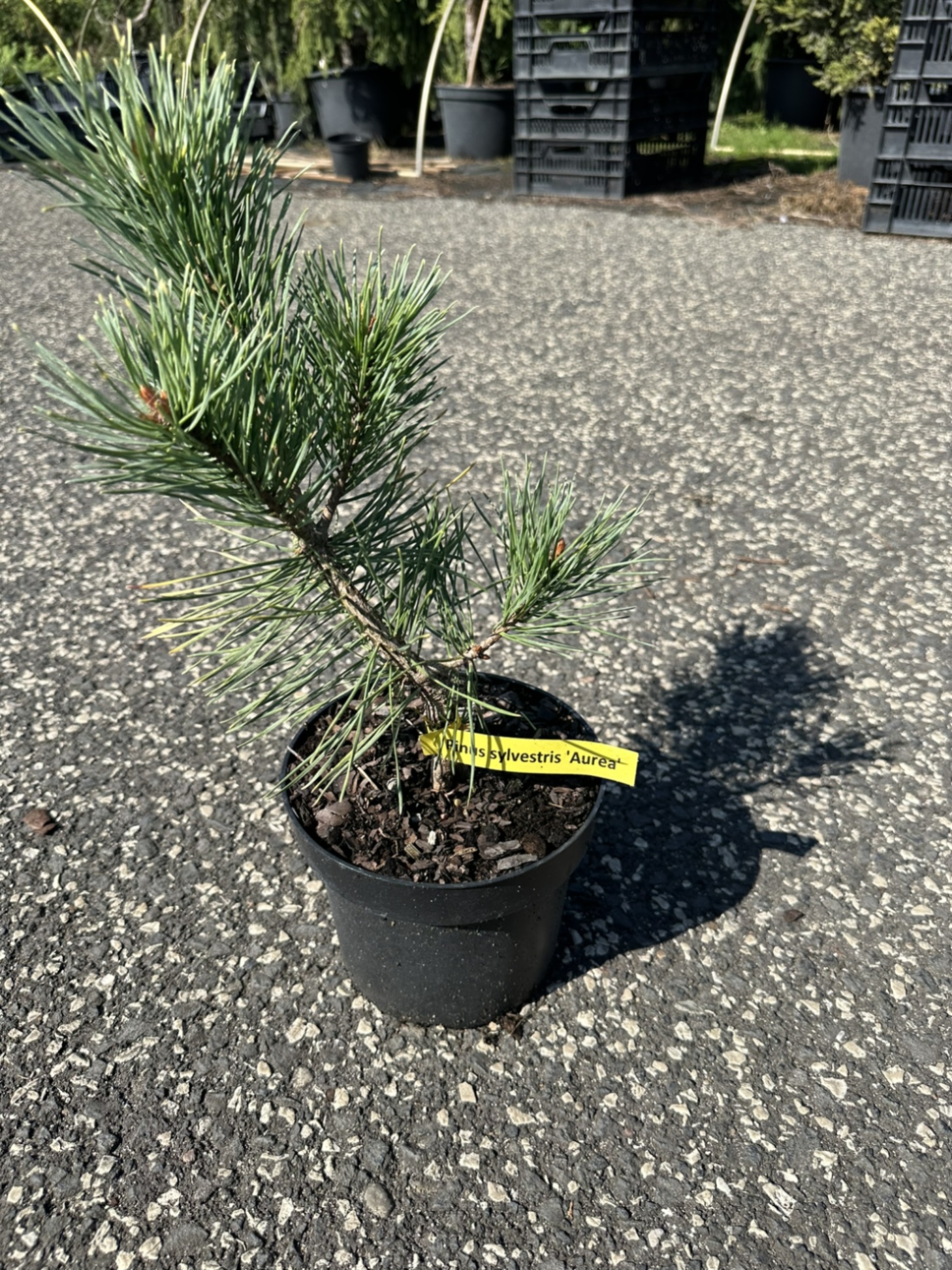 Сосна обыкновенная Ауреа